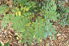 Phyllanthus megacarpus